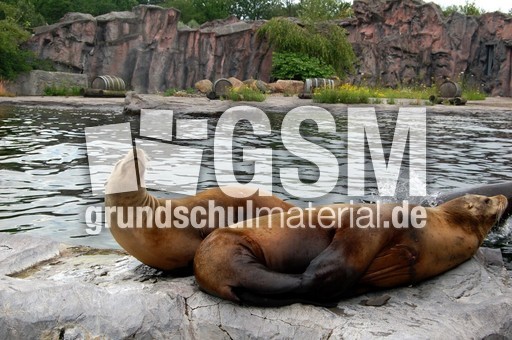 Kalifornische Seelöwen.JPG